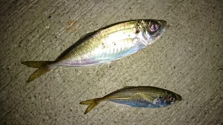 淡路島港内アジング